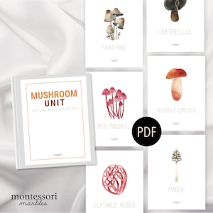 UNIDAD DE SETAS Libro de imágenes Montessori, Generador de vocabulario de otoño, Póster Montessori, Unidad temática de otoño, Diferentes tipos de setas