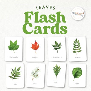 Flash Cards FOGLIE / Schede di vocabolario stampabili ispirate a Montessori per attività prescolari primaverili ed estive / Le migliori schede Montessori per i più piccoli