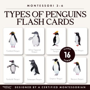 Penguins Flash Cards | 16 Species Vocabulary Cards | Ages 4-10 | Antarctica Polar Animals | Montessori Printable PDF