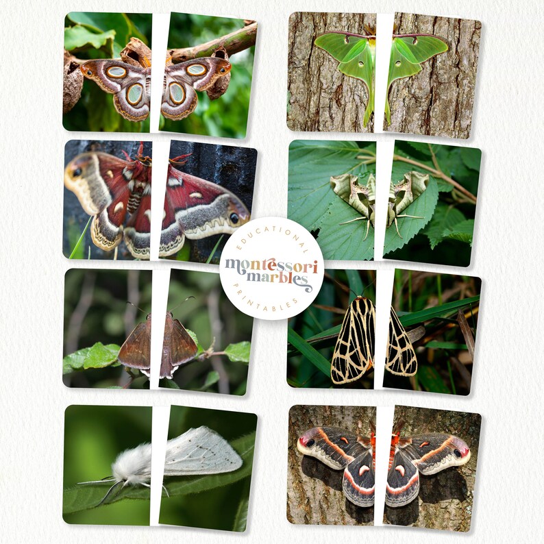 MOTHS Activity Bundle | Montessori Inspired Resources | Nature-based ...