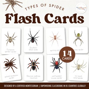 ARANHAS Tipos de aranhas Flash Cards | Recursos de aprendizagem inspirados em Montessori