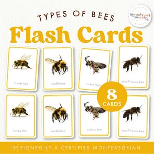 Tarjetas didácticas sobre tipos de abejas / Tarjetas de vocabulario inspiradas en Montessori / Actividades preescolares de primavera / Tarjetas didácticas basadas en la naturaleza con imágenes reales