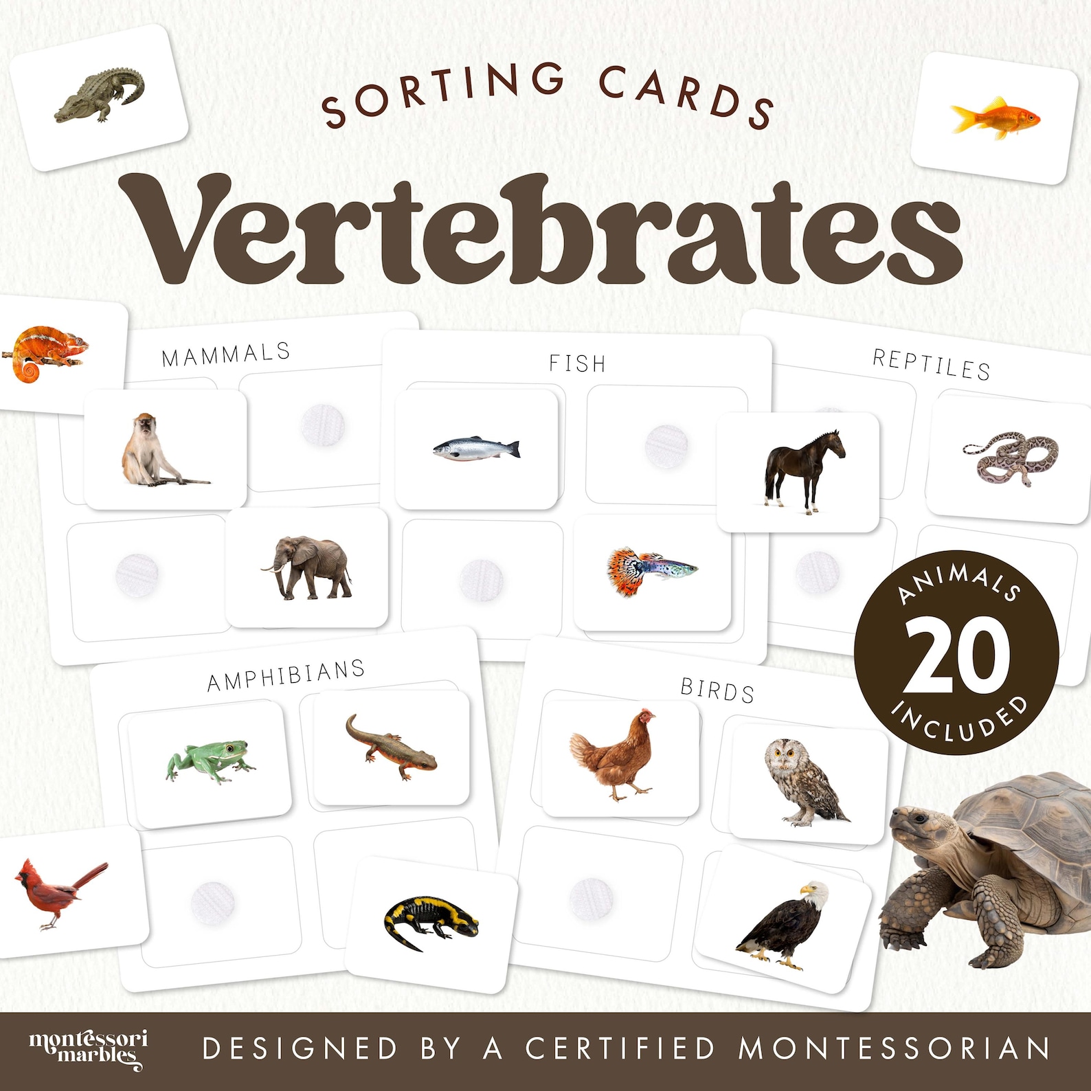 Vertebrates Classification Sorting Cards | Montessori Science Activity ...
