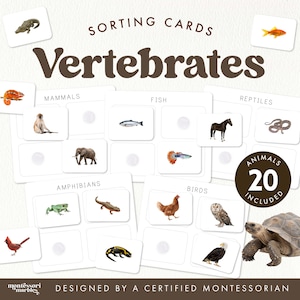 May include: Montessori sorting cards for "Vertebrates", featuring 20 animals. The cards are divided into mammals, fish, reptiles, amphibians, and birds. Each card displays an animal illustration, including a horse, snake, frog, and owl.