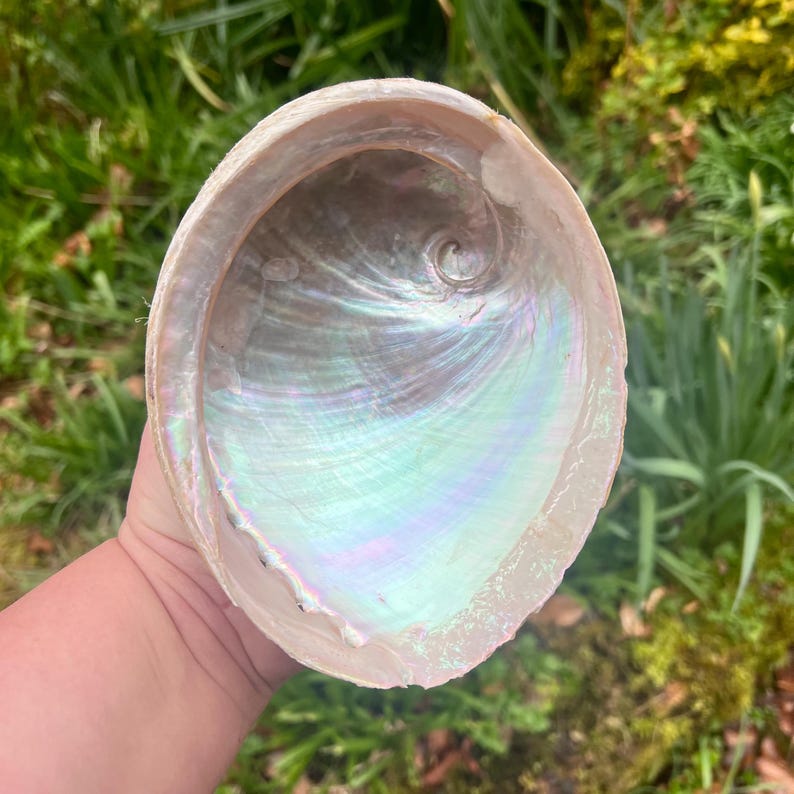 May include: A large, iridescent abalone shell with a pearlescent interior. The shell's interior shimmers with hues of green, blue, and purple. The outer edge is a light beige color. The shell is held against a backdrop of green grass.