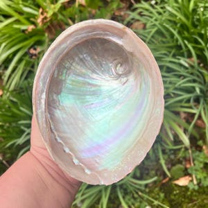 May include: Abalone shell with iridescent colors of green, purple, and pink. The shell has a smooth, pearlescent interior and a rough, textured exterior. The shell is held in a hand against a background of green foliage.