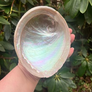 May include: Abalone shell with iridescent, pearlescent interior. The shell's interior displays a swirl pattern with hues of green, blue, and pink. The outer edge is a creamy white color. The shell is held in a hand against a backdrop of green foliage.