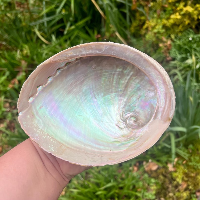 May include: Abalone shell with iridescent, pearlescent interior. The shell's exterior is a light beige, while the inside shimmers with hues of green, pink, and blue. The shell is held against a backdrop of green foliage.