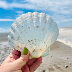 May include: A large white seashell with a textured surface. The shell is held in a hand with green nail polish.
