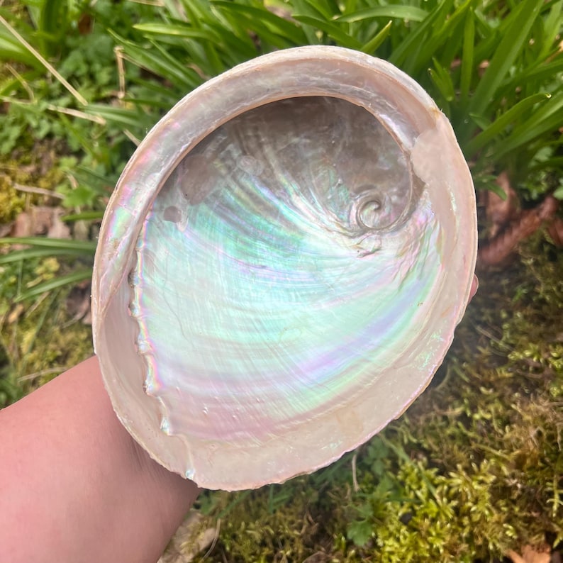 May include: A large, iridescent abalone shell with a pearlescent interior. The shell displays a range of colors, including pink, green, and blue, with a smooth, polished surface. The shell is held against a backdrop of green foliage.