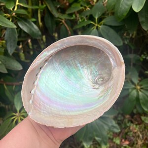 May include: An iridescent abalone shell with a pearlescent interior. The shell's interior displays a shimmering array of colors, including green, pink, and blue. The outer edge of the shell is a creamy white color.