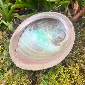 May include: An iridescent abalone shell with a pearlescent interior. The shell's interior displays a spectrum of colors, including blues, greens, and pinks. The shell is set against a backdrop of green grass and moss.