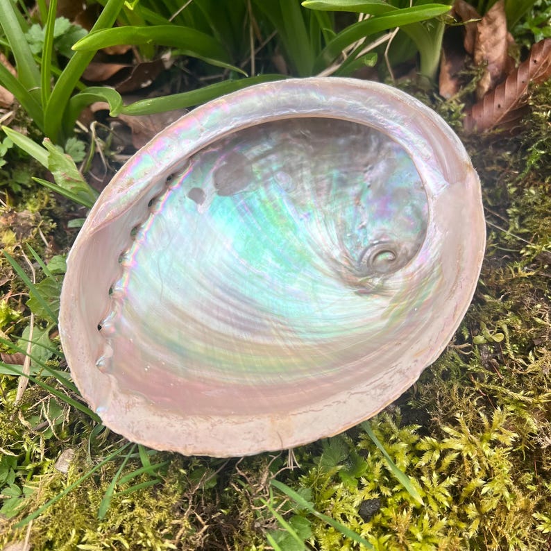 May include: An iridescent abalone shell with a pearlescent interior. The shell's interior displays a spectrum of colors, including blues, greens, and pinks. The shell is set against a backdrop of green grass and moss.