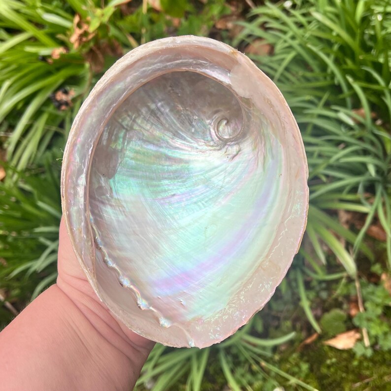May include: A large, iridescent abalone shell with a pearlescent interior. The shell displays a range of colors, including blues, greens, and purples, with a textured surface. The shell is held in a hand against a backdrop of green foliage.