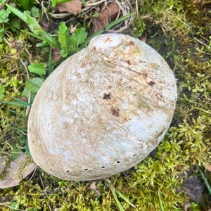 May include: A large, oval-shaped seashell with a textured surface. The shell has a mix of off-white, tan, and brown hues, with small dark spots. Several small holes are visible along the edge. The shell rests on a bed of green moss and grass.
