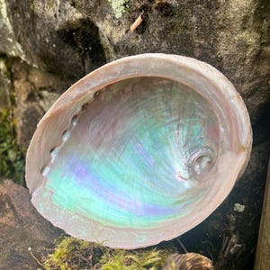 May include: Abalone shell with iridescent interior. The shell's interior displays a shimmering array of colors, including blues, greens, and purples. The outer edge of the shell is a light beige color, and the shell has a natural, organic shape.