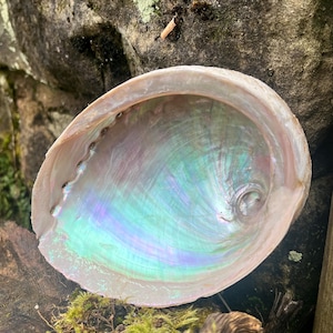 May include: An iridescent abalone shell with a pearlescent interior. The shell's interior displays a shimmering array of colours, including blues, greens, and purples. The outer edge of the shell is a light beige colour. The shell is resting on a mossy surface.