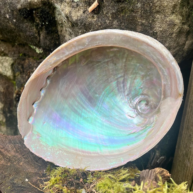 May include: Abalone shell with iridescent, pearlescent interior. The shell's interior displays a swirl of colors, including green, blue, and purple. The outer edge of the shell is a light tan color. The shell is resting on a bed of green moss and wood.