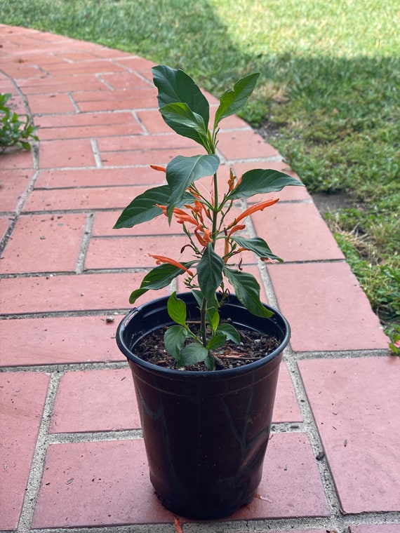 Muicle Mexican Honeysuckle Live Plant In Quart Container Etsy