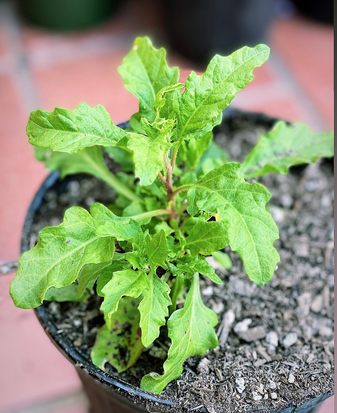 ONE GALLON Epazote Herb Live Plant Mexican Tea Medicinal Etsy
