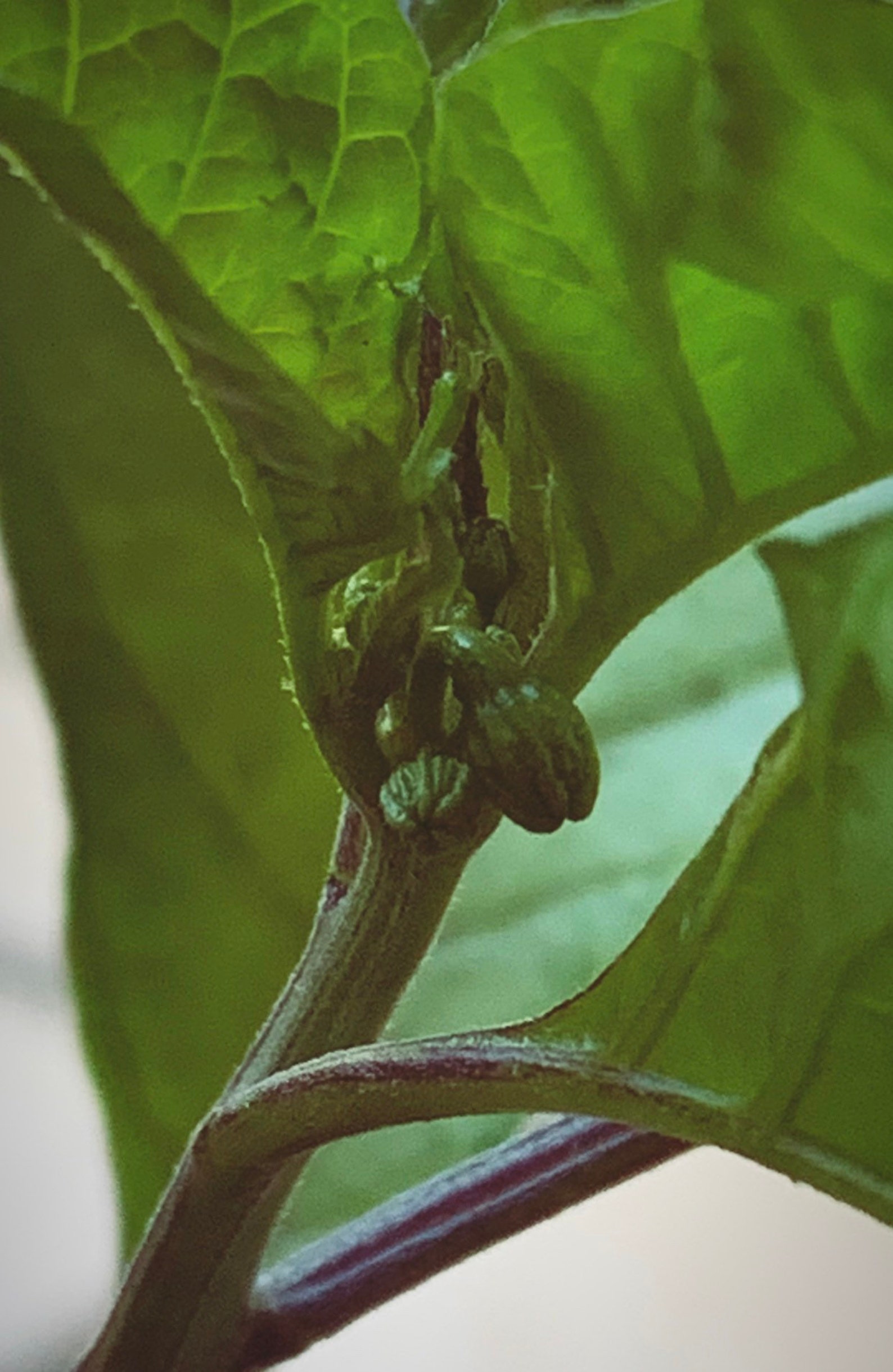 carolina reaper pepper plant carolina reaper pepper plant