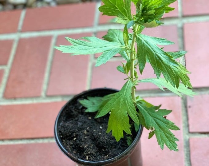 Mugwort Live Plant- Estafiate (Artemisia Vulgaris)