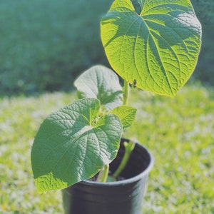 May include: A young plant with large, heart-shaped green leaves in a black plastic pot. The leaves have prominent veins and are backlit by sunlight, creating a bright, vibrant appearance. The plant is set against a blurred green background.
