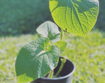 Hoja Santa Live Plant in 1 gallon pot- Mexican Pepper leaf ships with pot in tact