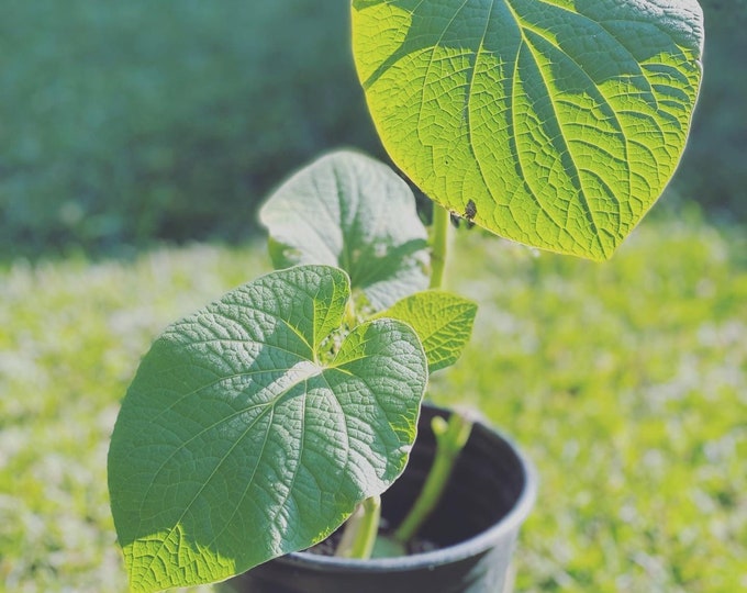 Hoja Santa Live Plant in 1 gallon pot- Mexican Pepper leaf ships with pot in tact