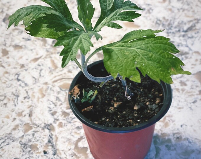 Mugwort- Estafiate plant Artemisia Vulgaris Live plant in a 4 to 6 inch pot- USPS Priority Mail 1-4 Day Shipping