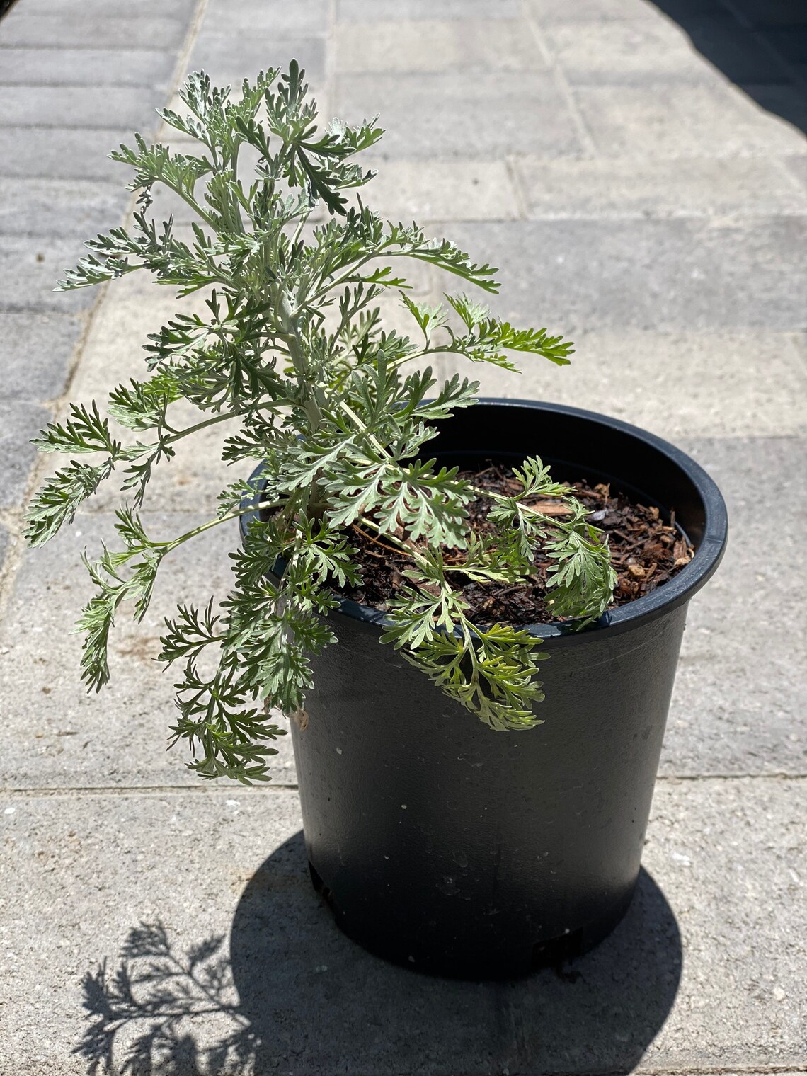 Wormwood Plant Artemisia Absinthium Live Plant AJENJO 1 Etsy