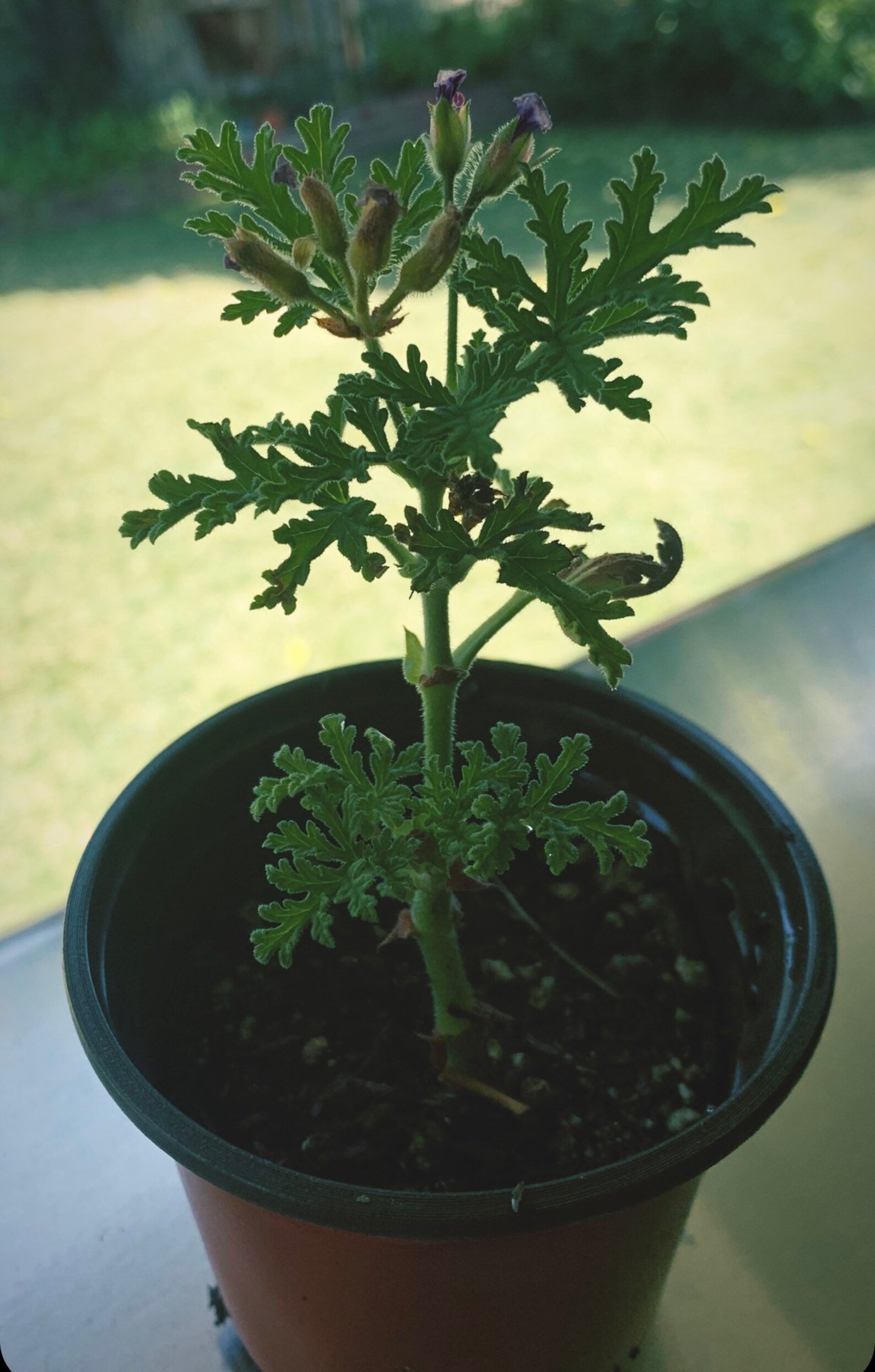 Mosquito Plant Citronella Scented Geranium Live Plant Etsy