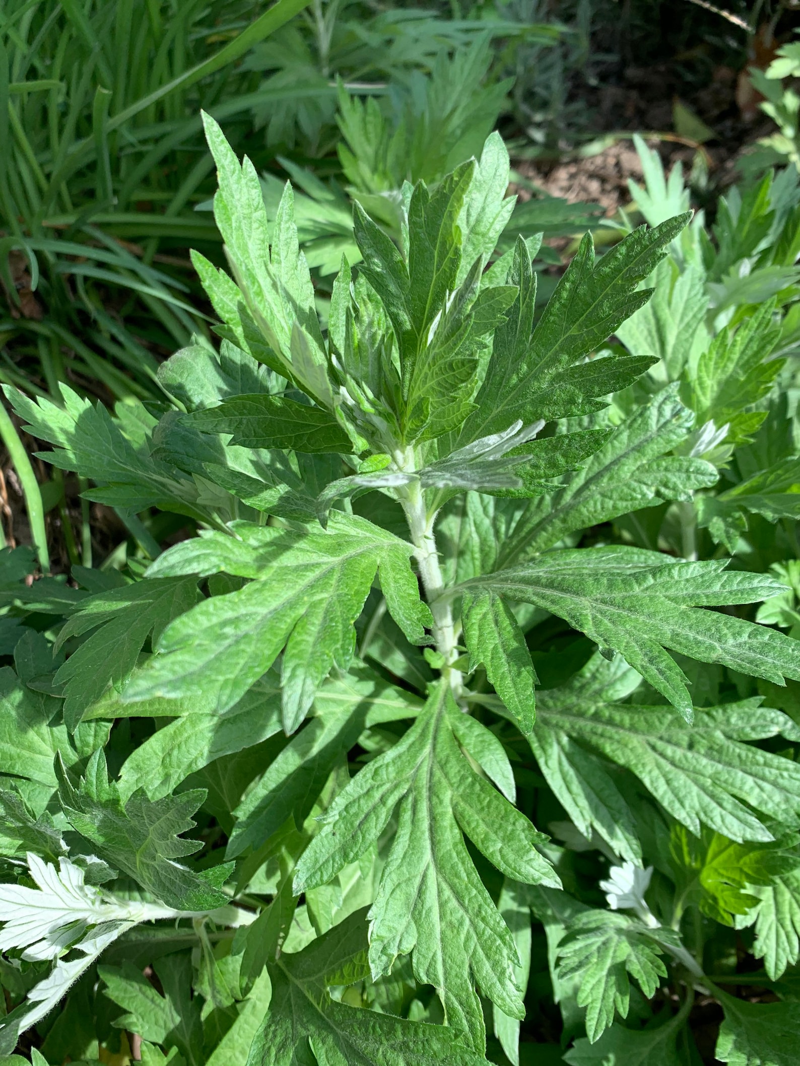 Mugwort Estafiate plant Artemisia Vulgaris Live plant in a 4 Etsy