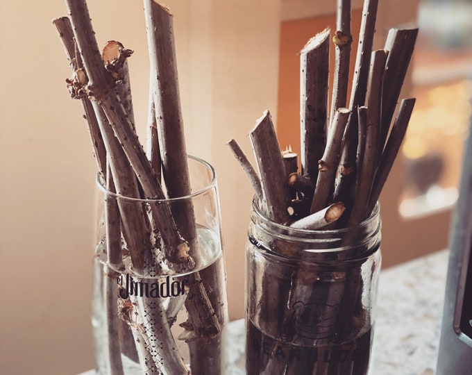Elderberry CUTTINGS! American Elderberry Sambucus Canadensis cuttings, freshly cut! 5 CUTTINGS