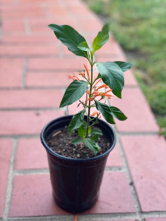 Muicle Mexican Honeysuckle Live Plant In Quart Container Etsy