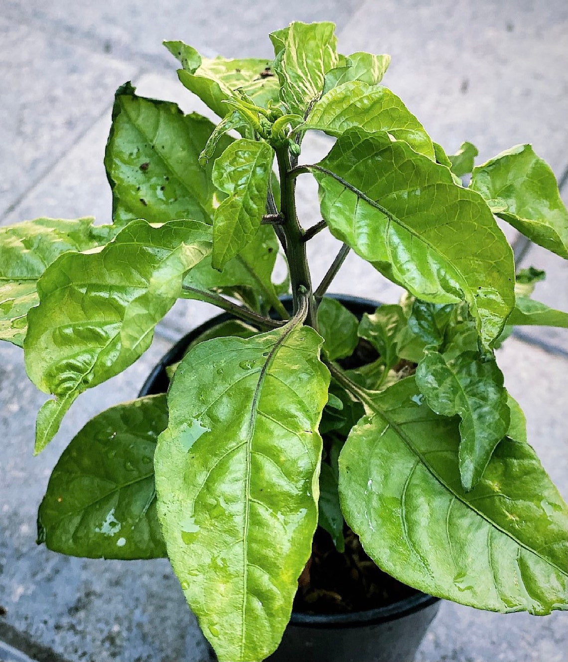reaper pepper plants reaper pepper plants