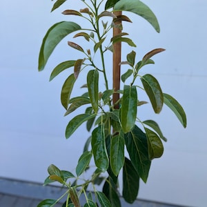 Hass Avocado Tree, Grafted - Very Cold hardy - Grafted Live Avocado SHIPS W/POT