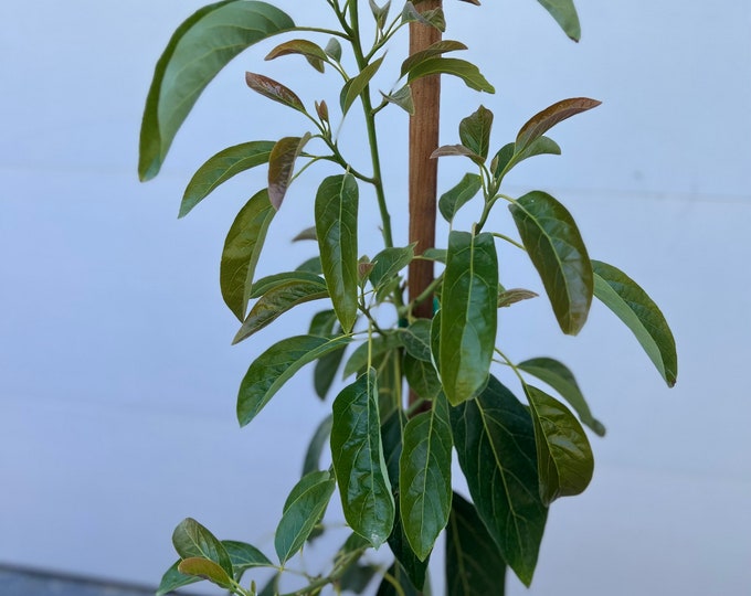 Hass Avocado Tree, Grafted - Very Cold hardy - Grafted Live Avocado SHIPS W/POT