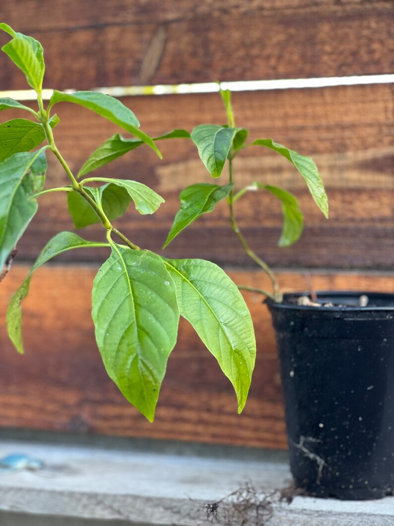 Muicle- Mexican Honeysuckle- Live Plant in Quart Container Justicia