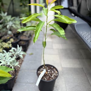 Hass Avocado Tree, Grafted - Very Cold hardy - Grafted Live Avocado SHIPS W/POT