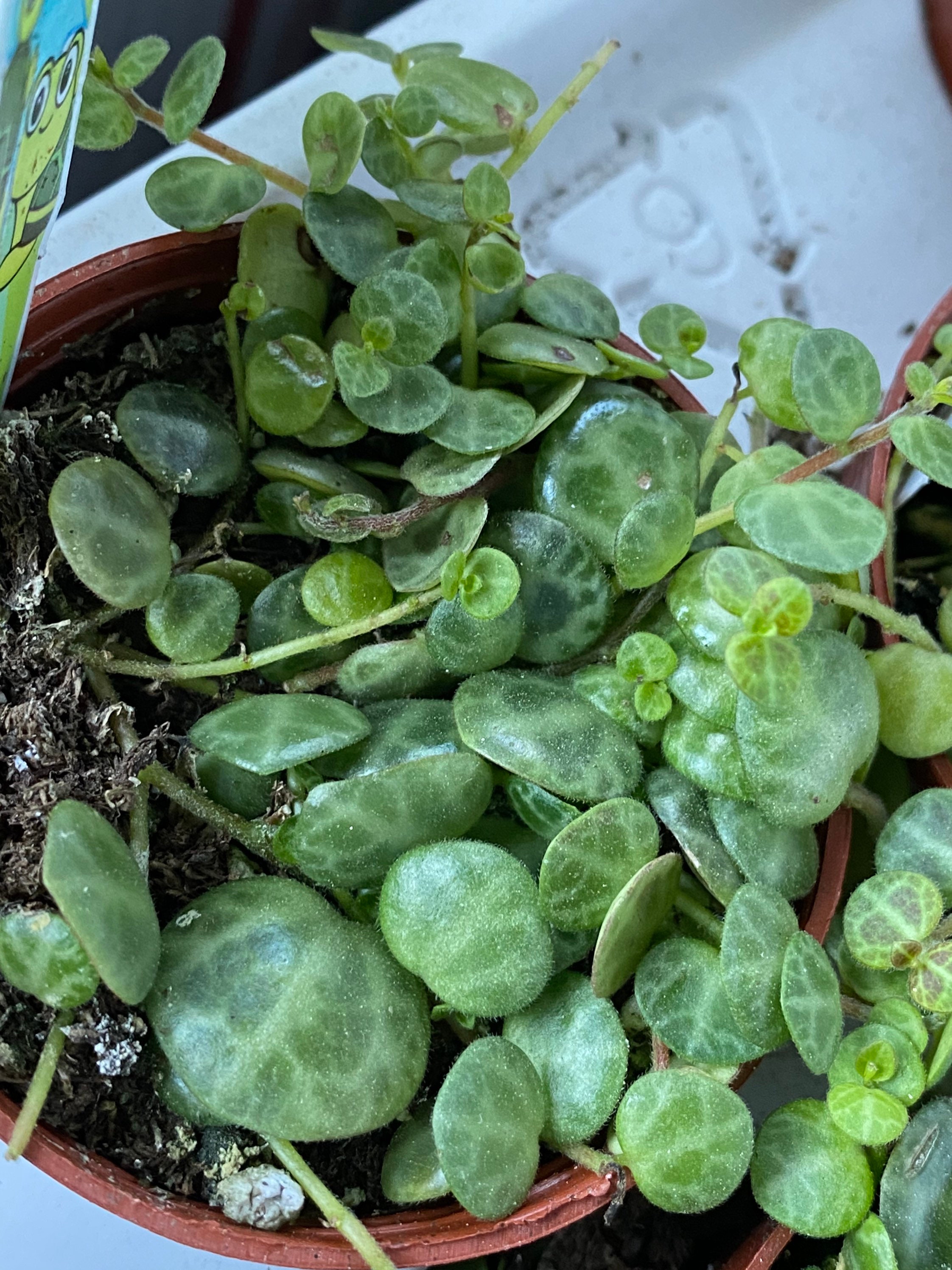 String of Turtles Live Plant RARE peperomia prostrata Etsy