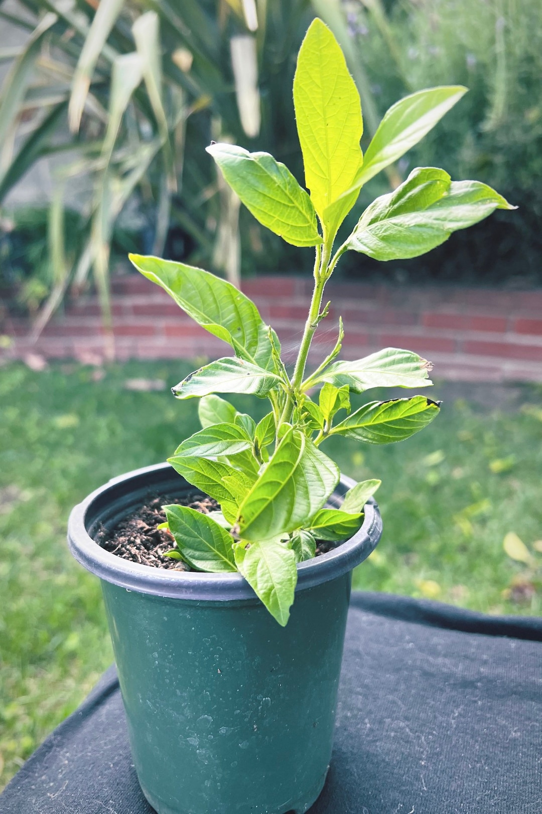 Muicle- Mexican Honeysuckle- Live Plant in Quart Container Justicia