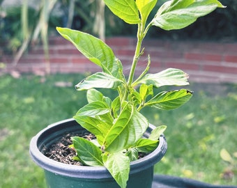 Muicle- Mexican Honeysuckle- Live Plant in Quart Container Justicia Spicigera - Starter Plant