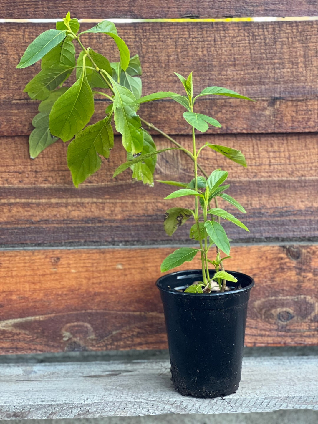 Muicle- Mexican Honeysuckle- Live Plant in Quart Container Justicia