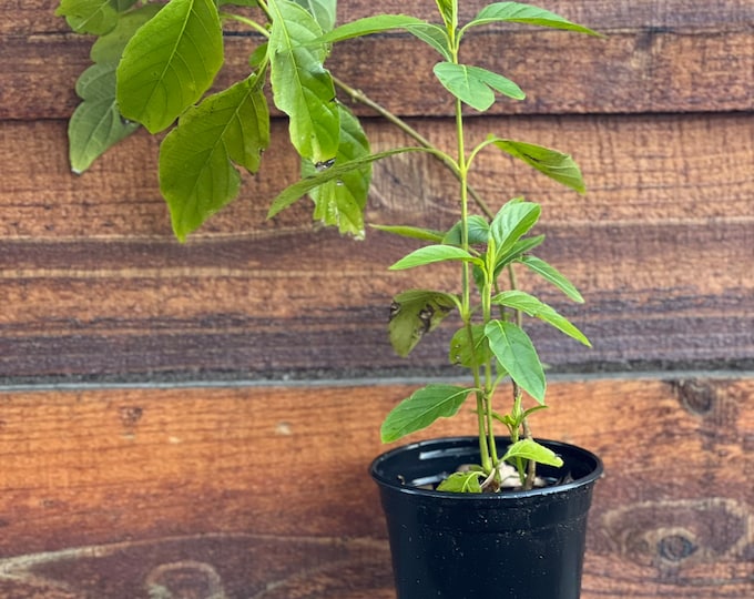 Muicle- Mexican Honeysuckle- Live Plant in Quart Container Justicia Spicigera - Starter Plant