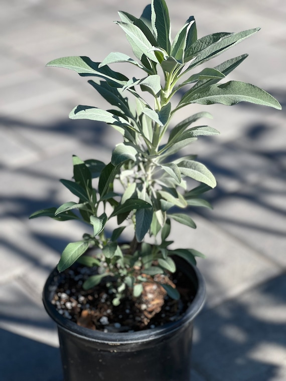 fir tree bonsai Cis Korean Fir main image 1