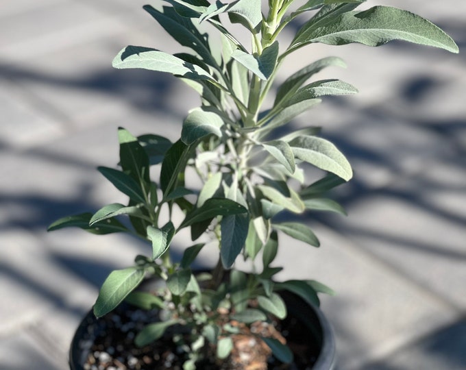 White Sage // Live Organic Plant // White Sage Gallon pot w/ Soil