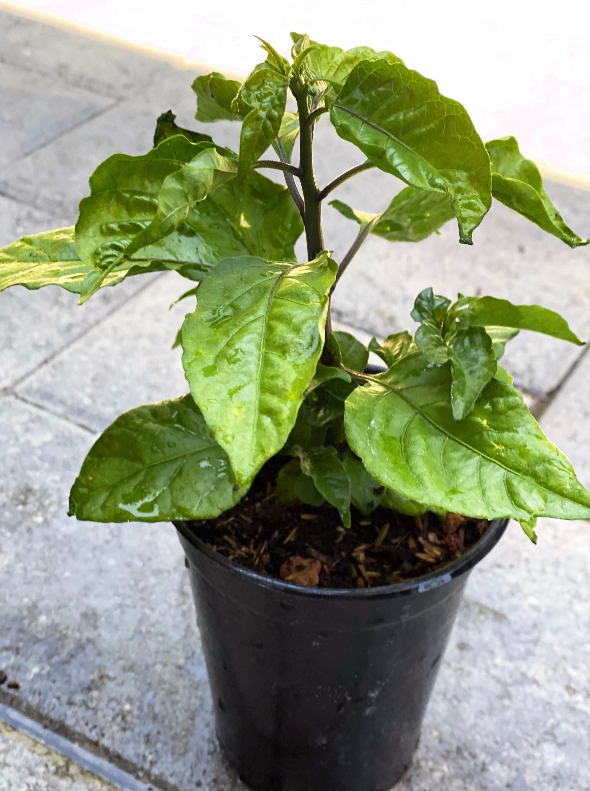 reaper pepper plants reaper pepper plants