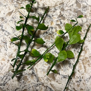 5 Australian Finger Lime Tree 5&quot; scion wood cutting for grafting of rooting-  BIG PRODUCER.