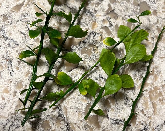 5 Australian Finger Lime Tree 5" scion wood cutting for grafting of rooting-  BIG PRODUCER.